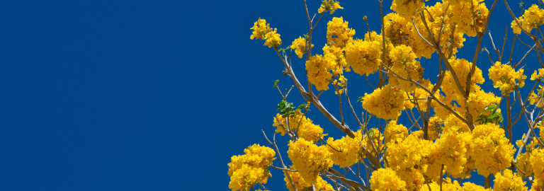 Blüten
