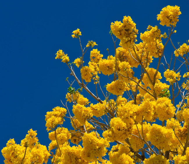 Blüten